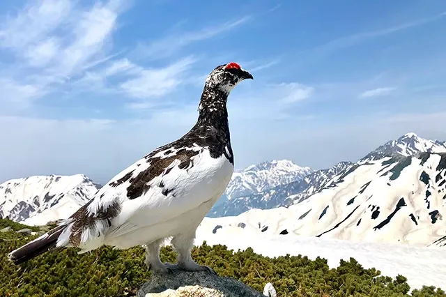 雷鳥 &copy;立山黒部アルペンルート