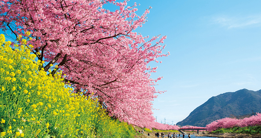 河津桜（イメージ）　花の見頃（例年）：2月中旬〜3月上旬