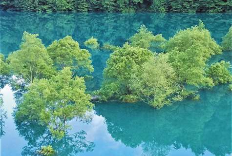 秋扇湖の水没林(イメージ)