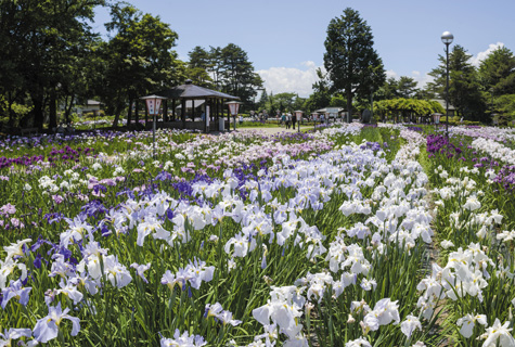 長井あやめ公園(イメージ)