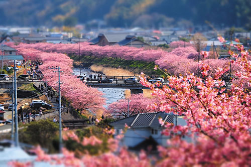 河津桜(イメージ) 