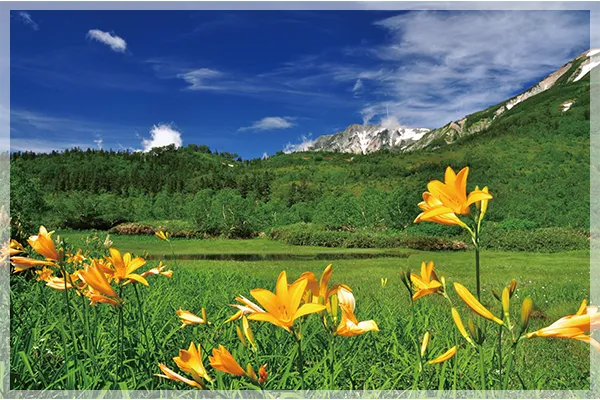 雲上の高層湿原／栂池自然園（イメージ）