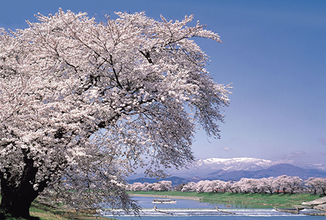 白石川堤一目千本桜（イメージ） 桜の見頃（例年）：4月上旬〜中旬