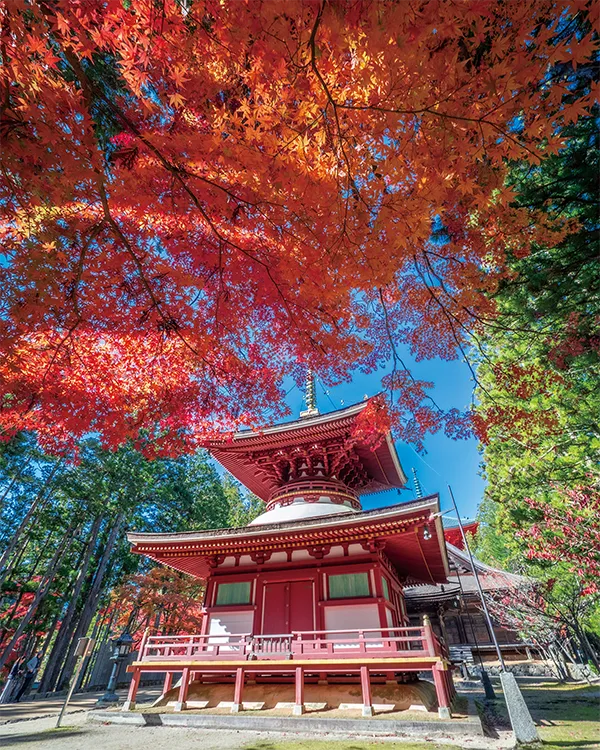 壇上伽藍(イメージ) 紅葉の見頃(例年)：10月下旬～11月中旬 写真提供：公益社団法人和歌山県観光連盟