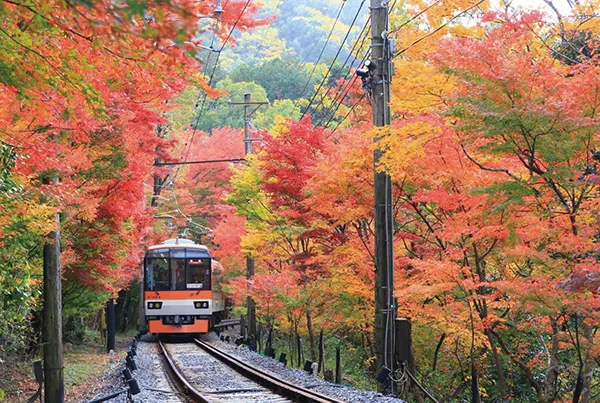 叡山電車「もみじのトンネル」（イメージ）　紅葉の見頃（例年）：11月上旬～下旬