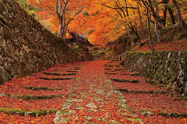 湖東三山 百済寺（イメージ）写真提供：（公社）びわこビジターズビューロー　紅葉の見頃（例年）： 11月上旬〜下旬