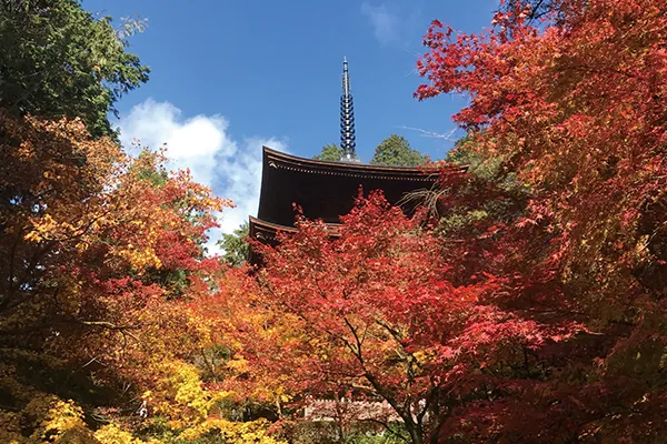 湖東三山 金剛輪寺（イメージ）写真提供：（公社）びわこビジターズビューロー紅葉の見頃（例年）： 11月上旬〜12月上旬