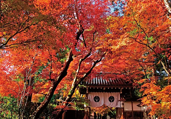 光明寺(イメージ) 紅葉の見頃(例年)：11月中旬～12月上旬