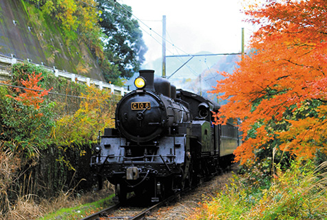 大井川鐵道ＳＬ（イメージ）　紅葉の見頃（例年）：11月中旬～12月上旬