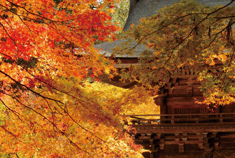 大矢田神社（イメージ）　※紅葉の見頃（例年）：11月中旬～12月下旬