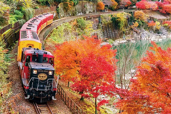 嵯峨野トロッコ列車(イメージ) 紅葉の見頃(例年)：11月中旬～12月上旬