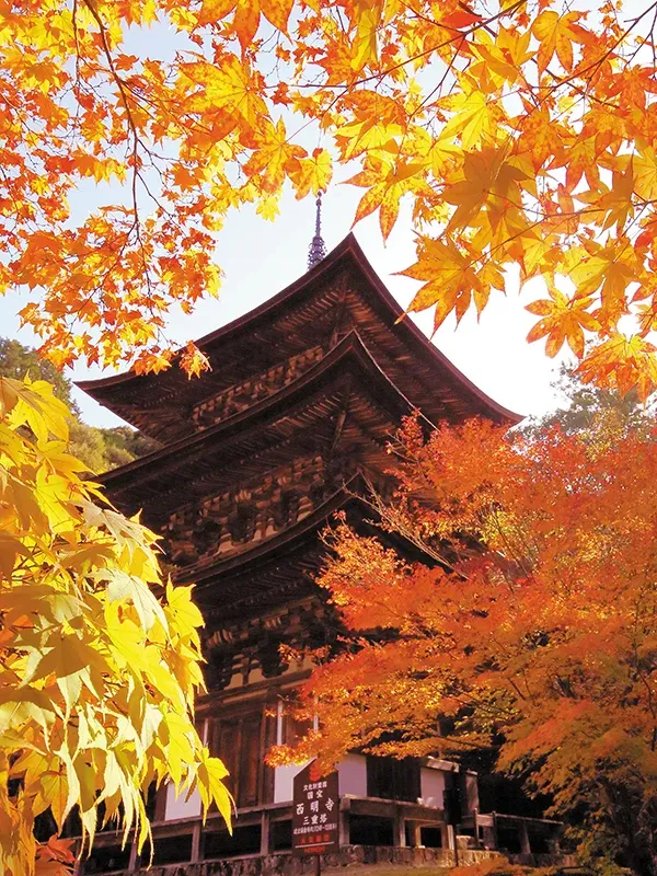 湖東三山 西明寺（イメージ）写真提供：（公社）びわこビジターズビューロー紅葉の見頃（例年）： 11月中旬〜12月上旬