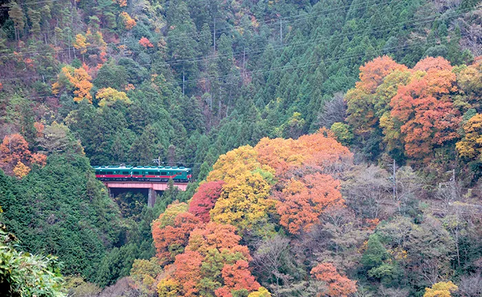 観光列車「天空」(イメージ) 紅葉の見頃(例年)：10月下旬～11月中旬