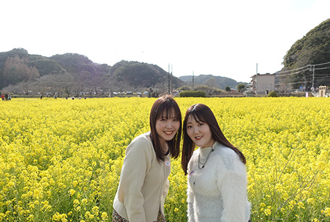 一面に広がる菜の花畑