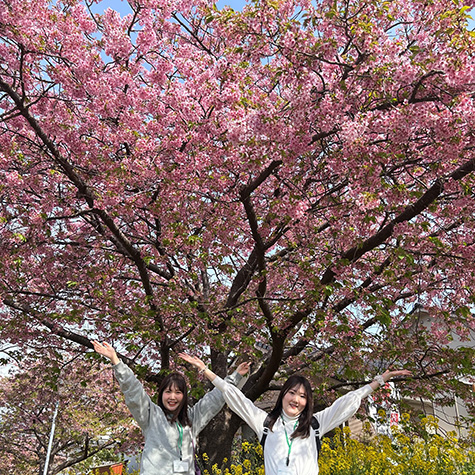ひと足早く春を先取り！河津桜でお花見
