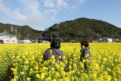 菜の花畑を散策♪