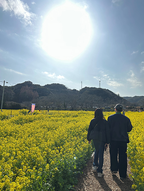 一面に広がる満開の菜の花畑
