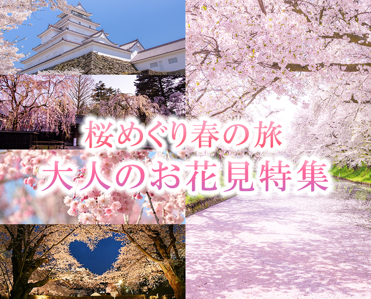 桜満開 大人のお花見特集 日本各地の桜の名所へ 添乗員同行の旅 日本の旅 鉄道の旅 びゅうトラベルサービス
