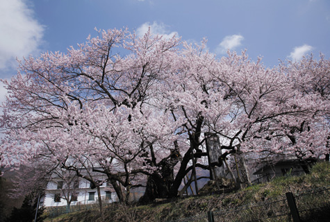 延命地蔵堂の桜(イメージ)