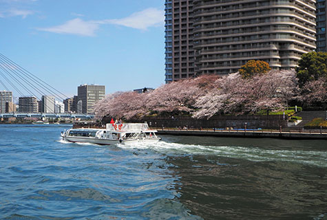 水上クルーズで船より桜を観賞（イメージ） 桜の見頃（例年）：3月下旬〜4月上旬