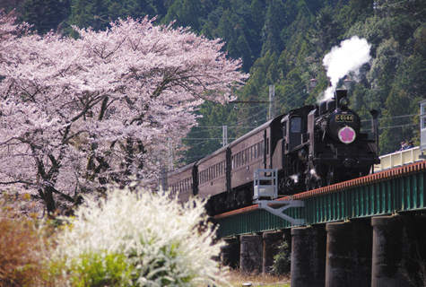 大井川鐵道SL（イメージ）<br>車両は異なる場合があります。　桜の見頃（例年）：3月下旬〜4月上旬