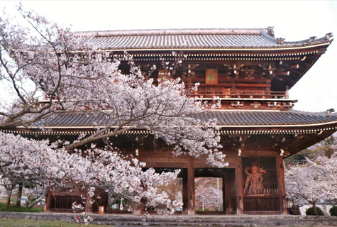 根來寺（イメージ）<br>桜の見頃（例年）：3月下旬〜4 月上旬