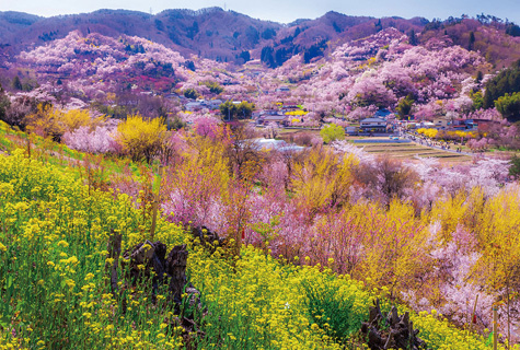 花見山公園（イメージ）　写真提供：福島県観光物産交流協会<br>桜の見頃（例年）4月上旬～中旬