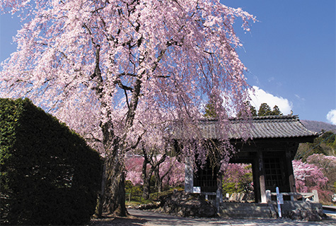 宝積山 光前寺の枝垂桜（イメージ） 桜の見頃（例年）：4月上旬〜中旬