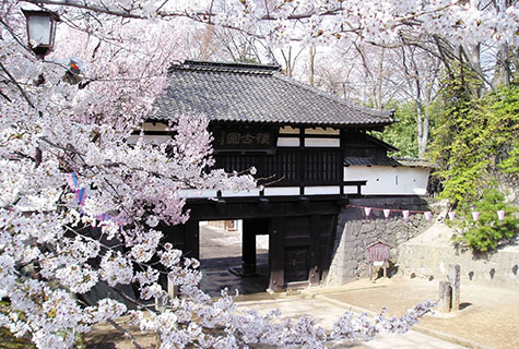 小諸城址 懐古園（イメージ） 桜の見頃(例年)：４月上旬～中旬