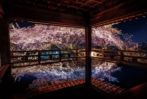 三井寺観月舞台（イメージ）　※桜の見頃（例年）：4月上旬〜中旬