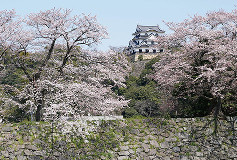 彦根城（イメージ） 桜の見頃（例年）：3月下旬～4月中旬　写真提供：（公社）びわこビジターズビューロー