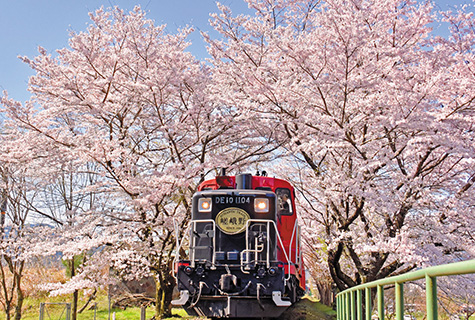 嵯峨野トロッコ列車（イメージ）　桜の見頃(例年)：4月上旬～中旬