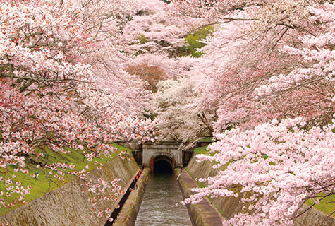 琵琶湖疏水（イメージ） 桜の見頃（例年）：4月上旬～中旬 写真提供：びわ湖大津観光協会