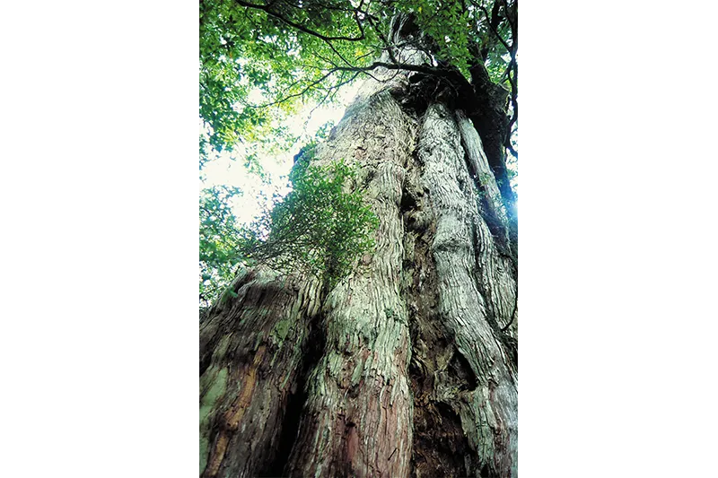 屋久島・紀元杉（イメージ）　写真提供：一般社団法人 屋久島観光協会　※天候により見学できない場合は室内施設見学に変更となります。