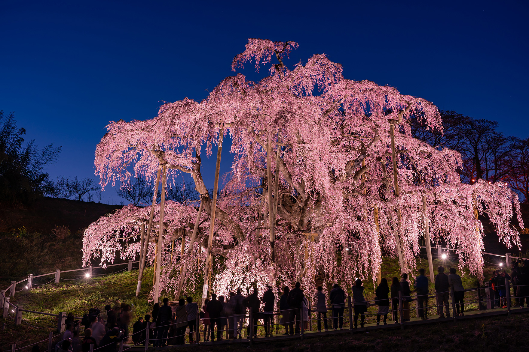 東北地方に咲く桜 東北旅行 鉄道で行く 東北の旅 日本の旅 鉄道の旅 Jr東日本びゅうツーリズム セールス