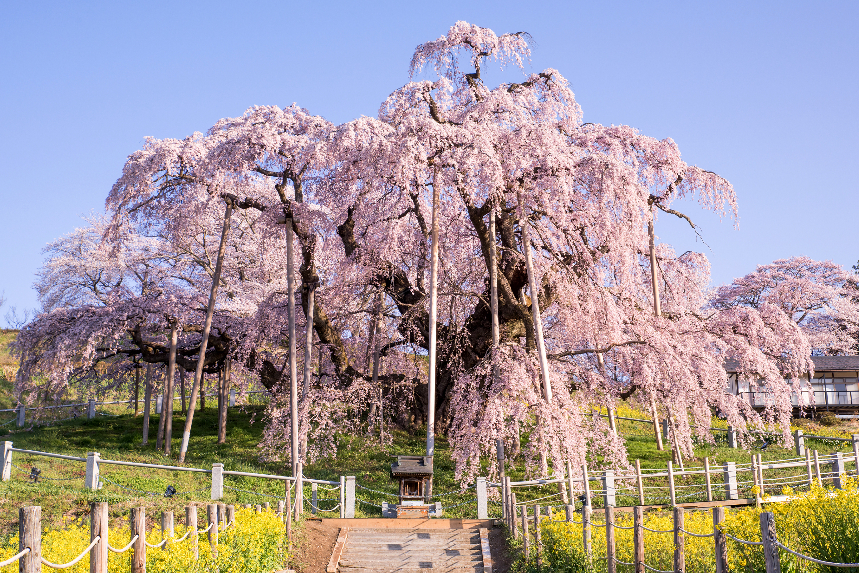 春は桜 夏は神秘の湖沼 感動の風景を探しに福島へ 三春滝桜 花見 山公園 裏磐梯 鉄道で行く 東北の旅 日本の旅 鉄道の旅 びゅうトラベルサービス