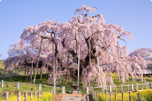 春は桜 夏は神秘の湖沼 感動の風景を探しに福島へ 三春滝桜 花見 山公園 裏磐梯 東北旅行 鉄道で行く 東北の旅 日本の旅 鉄道の旅 Jr東日本びゅうツーリズム セールス