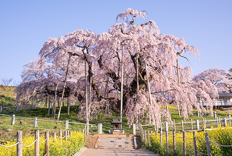 三春滝桜(イメージ)