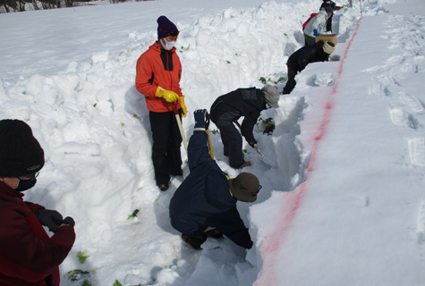 雪中キャベツ収穫体験（イメージ）