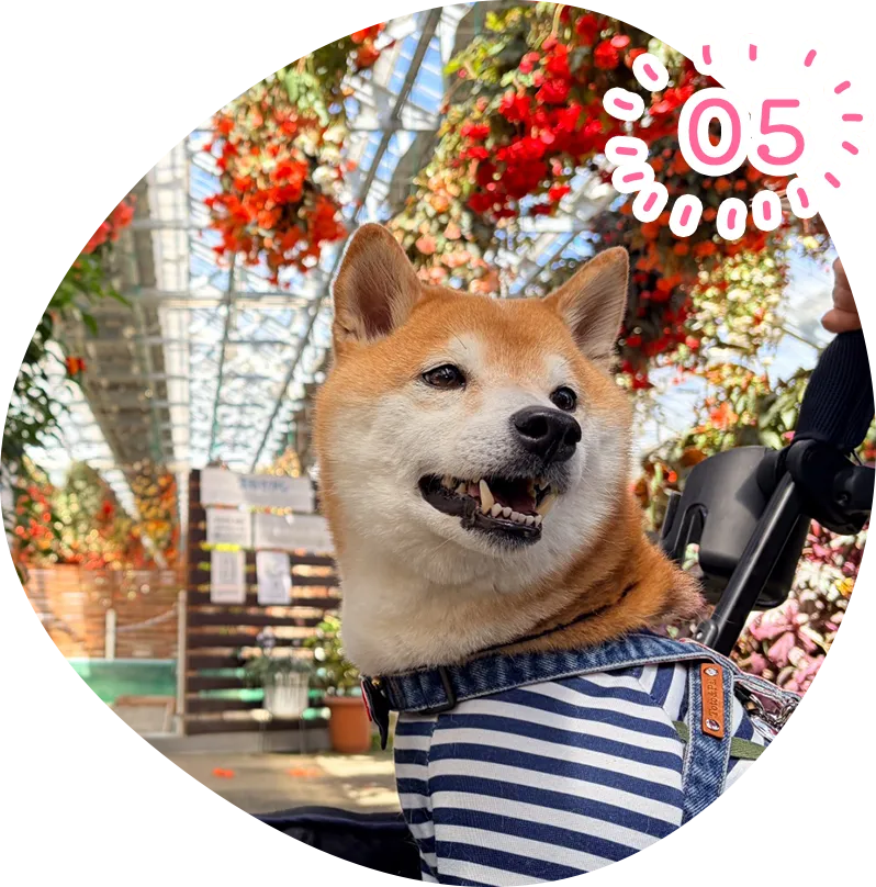 わんちゃん歓迎の立ち寄りスポットへ