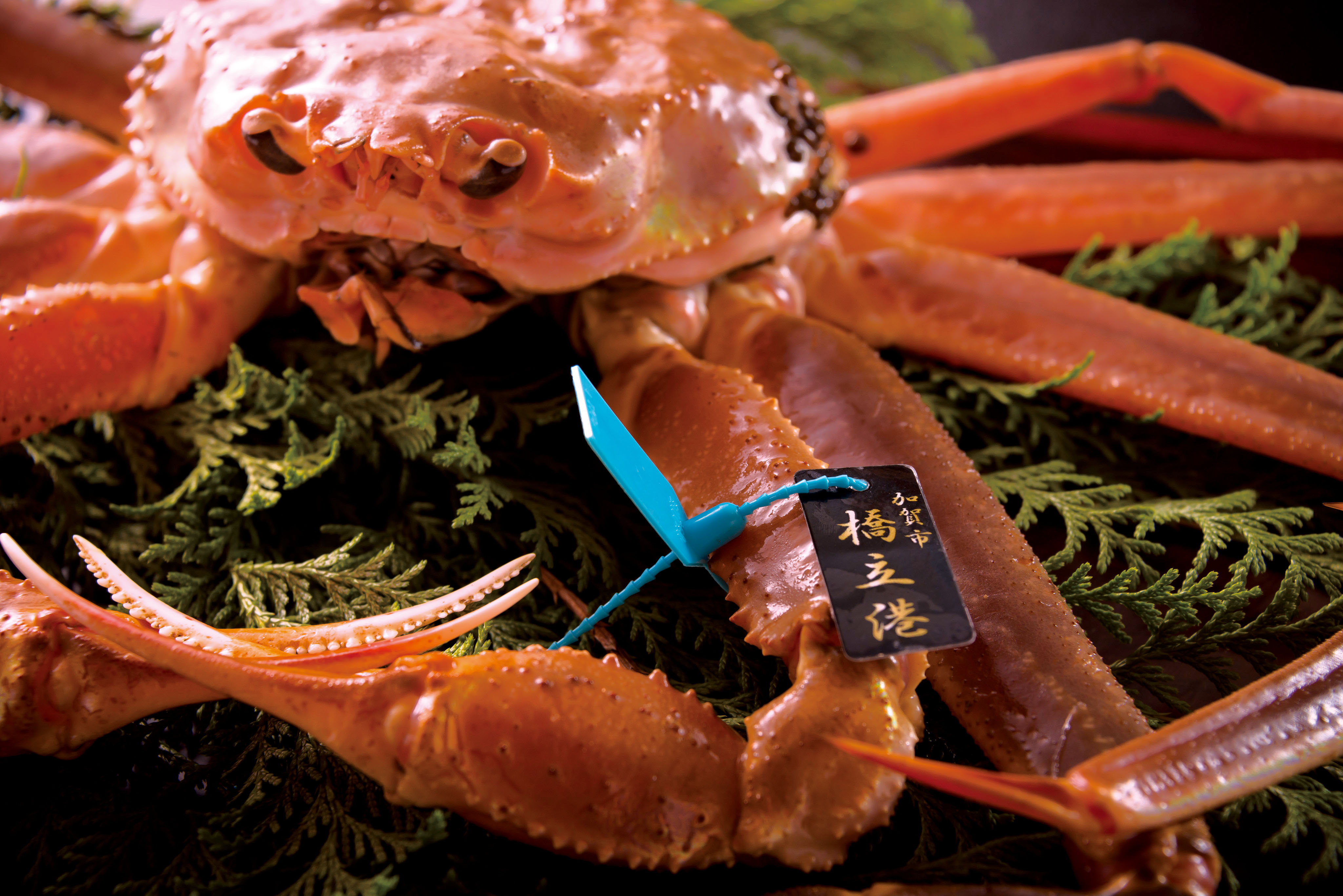 タグ付き加能ガニ(イメージ)