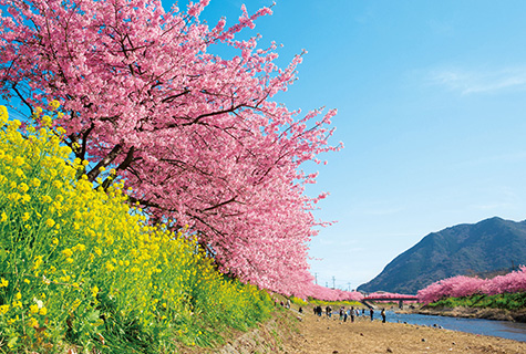 河津桜（イメージ）