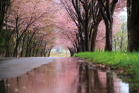 世界一の桜並木　桜の見頃（例年）：4月下旬～5月上旬