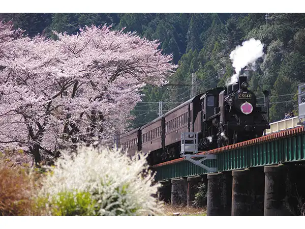 大井川鐵道SL（イメージ）　※車両は異なる場合があります。　桜の見頃（例年）：3月下旬〜4月上旬