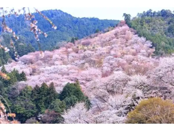 吉野山（イメージ）