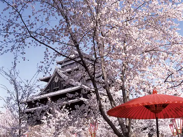 松江城（イメージ） 桜の見頃（例年）：3月下旬～4月上旬