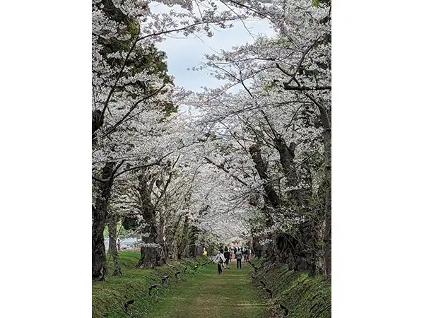 松前公園（イメージ）　桜の見頃（例年）： 4月下旬〜5月上旬