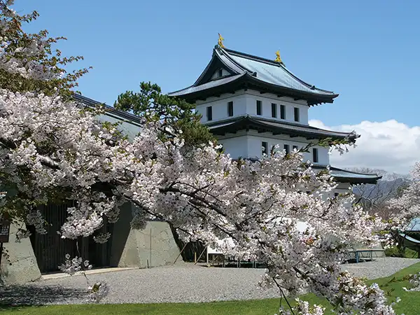 松前公園（イメージ）　桜の見頃(例年)：4月下旬～5月上旬