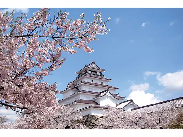 鶴ヶ城公園（イメージ）　桜の見頃（例年）：４月上旬～中旬　写真提供：会津若松市