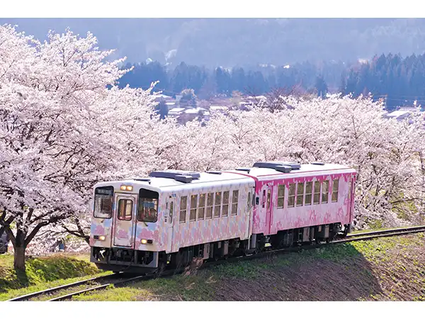 山形鉄道フラワー長井線（イメージ）　桜の見頃(例年)：4月中旬～下旬